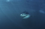 Unbeirrt naehert sich ein Baby Weißer Hai