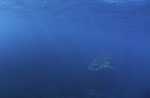 Baby Weißer Hai im großen Blau des Ozeans