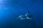 Dynamik pur: Weißer Hai im großen Blau des Ozeans