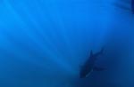 Baby Weißer Hai im Zentrum der einfallenden Lichtstrahlen
