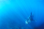 Anschwimmender Baby Weißer Hai 