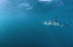 Weißer Hai in robbenreicher Umgebung