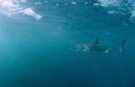 Intelligenter Jäger Weißer Hai vor Geyser Rock