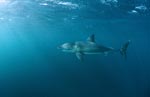 Weißer Hai in der Naehe der Robbenkolonie Geyser Rock