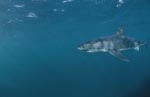 Der Weiße Hai steht an der Spitze der Nahrungskette im Meer