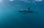Der Weißer Hai ist ein Globetrotter und unternimmt weite Wanderungen
