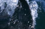 Weißer Hai Rueckenflosse durchneidet das Wasser