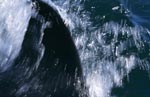 Weißer Hai Rueckenflosse schnittig und effizient