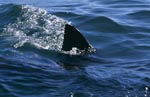 Weißer Hai Rueckenflosse: Uverwechselbar in Farbe und Form
