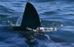 Einmaliges Erkennungsmerkmal: Weiße Hai Rueckenflosse