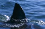 Schnittig und unverwechselbar: Die Rueckenflosse des Weißen Hais