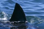 Beeindruckend: Die Rueckenflosse des Weißen Hais