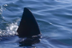 Rueckenflosse eines Weißen Hais nahe Seal Island