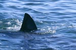Weißer Hai Rueckenflosse an der Meeresoberflaeche
