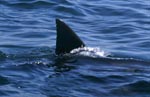 Typisch und einmalig: Die Rueckenflosse des Weißen Hais 