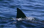 Weißer Hai Rueckenflosse vor Seal Island