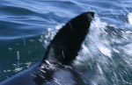 Rueckenflosse des Weißen Hais durchschneidet das Wasser