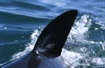 Scharf durchschneidet die Rueckenflosse des Weißen Hais das Wasser