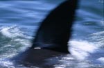 Charakteristische Weiße Hais Rueckenflosse