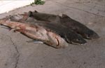 Soupfinshark und Spotted Gully Shark vor dem Finnen an Land