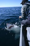 Augenkontakt zwischen Weißer Hai und Andre Hartman