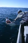 Andre Hartman schaut in den Rachen des Weißen Hais