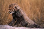 Baby Gepard stützt sich auf einen liegenden Baumstamm