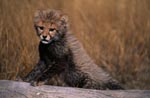 Baby Gepard stützt sich an einem liegenden Baum ab