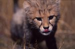 Baby Gepard mit herausgestreckter Zunge