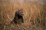 Baby Gepard hält Ausschau im hohen Gras