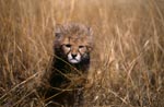 Ein Baby Gepard schaut grimmig aus dem Gras