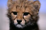 Baby Gepard Porträt