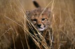 Baby Gepard im hohem Gras