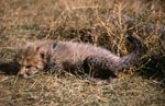 Baby Gepard liegt im Gras