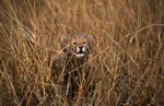 Baby Gepard sieht gefährlich aus