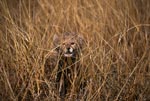Baby Gepard schaut interessiert aus dem hohen Gras