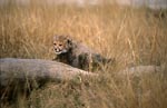 Baby Gepard hat einen liegenden Baumstamm entdeckt