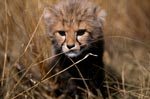 Kleiner Gepard in hohem ausgetrockneten Gras