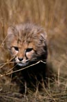 Baby Gepard im Gras