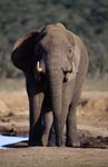Durstiger Afrikanischer Elefant 