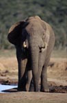 Afrikanischer Elefant prueft die Lage