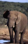 Afrikanischer Elefant trinkt an der Wasserstelle