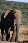 Afrikanischer Elefant verläßt die Wasserstelle