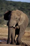 Elefantenbulle an der Wasserstelle