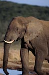 Afrikanischer Elefant an der Wasserstelle