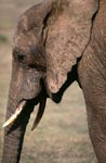Portraet eines Afrikanischen Elefanten