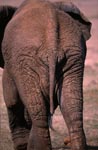 Elefanten Rueckseite
