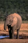 Afrikanischer Elefant an Wasserstelle