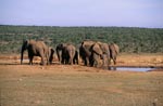 Afrikanische Elefanten Herde