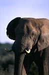 Afrikanischer Elefant beobachtet seine Umgebung